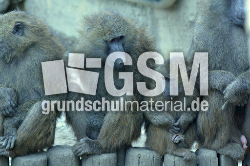 Grüner Pavian (4).jpg